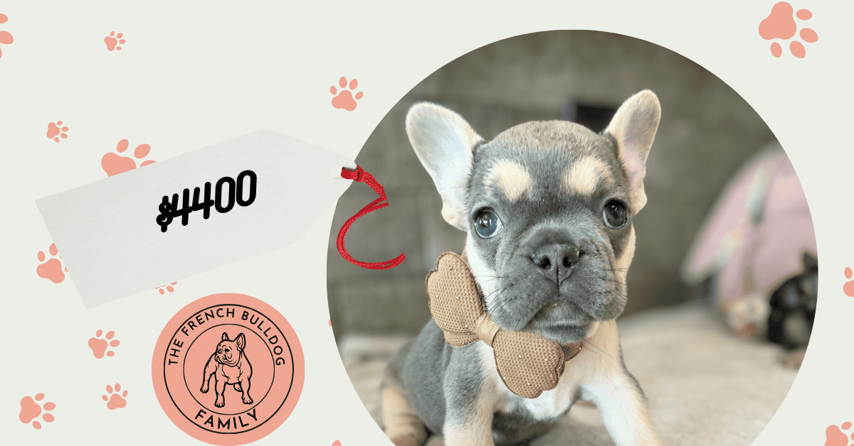 Daisy | Blue Merle & Tan French Bulldog Female | Available Sep 19th, 2026