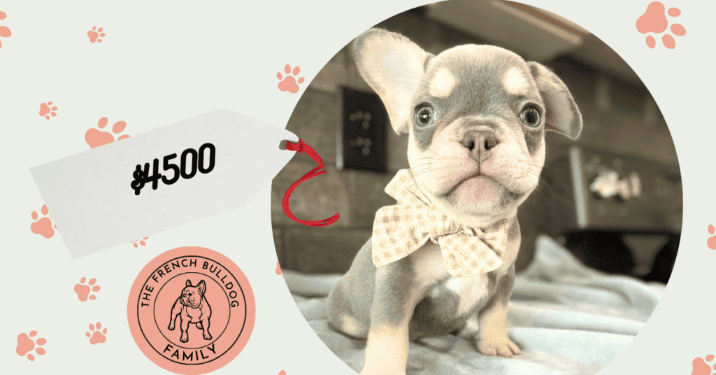 Aaron | Lilac & Tan French Bulldog Male | Available Sep 10th, 2026