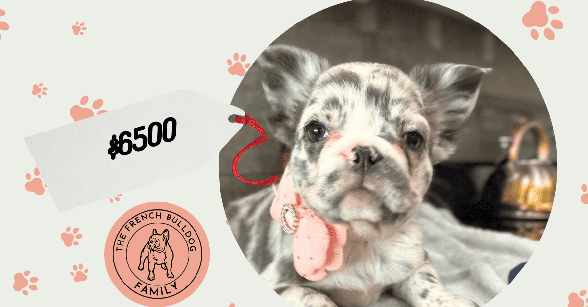 Violet | Blue Merle Pied Fluffy French Bulldog Female | Available Aug 15th, 2026