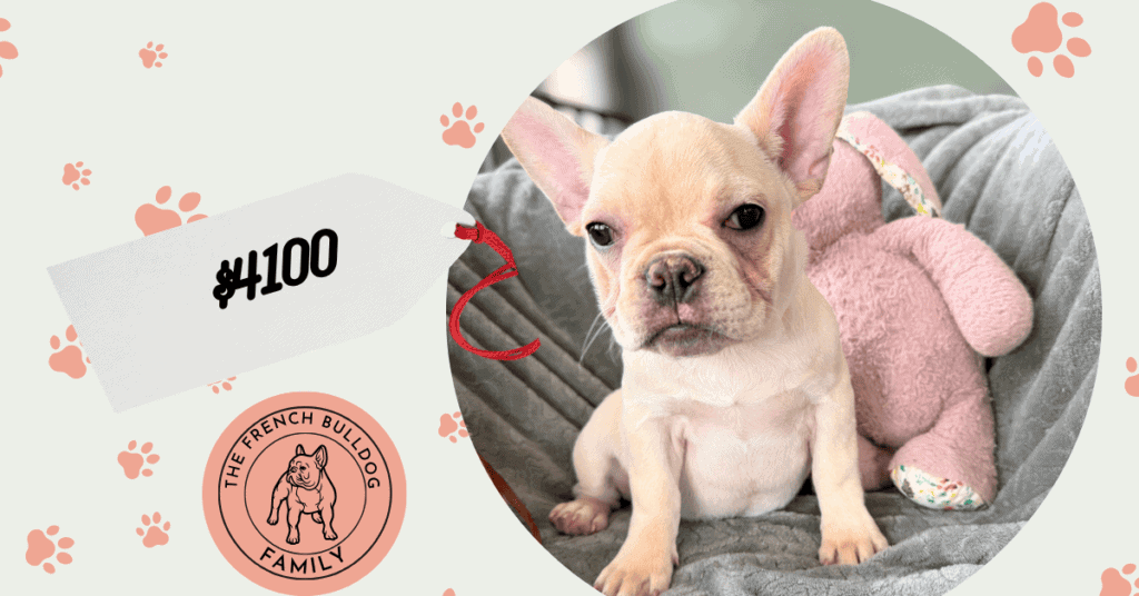 Sarah | Cream French Bulldog Female | Available Now
