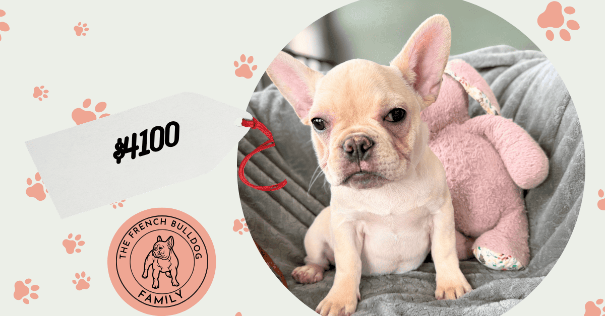 Sarah | Cream French Bulldog Female | Available Now