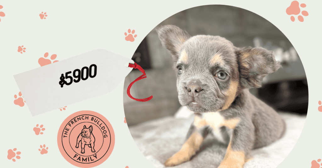 Whisper | Blue & Tan Fluffy French Bulldog Male | Available Now