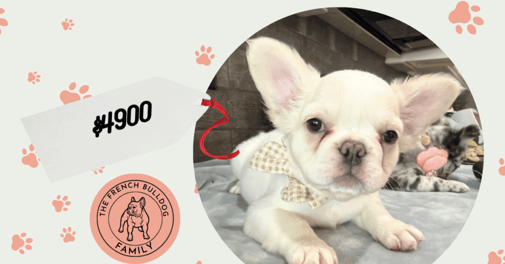 Vito | Cream Fluffy French Bulldog Male | Available Now