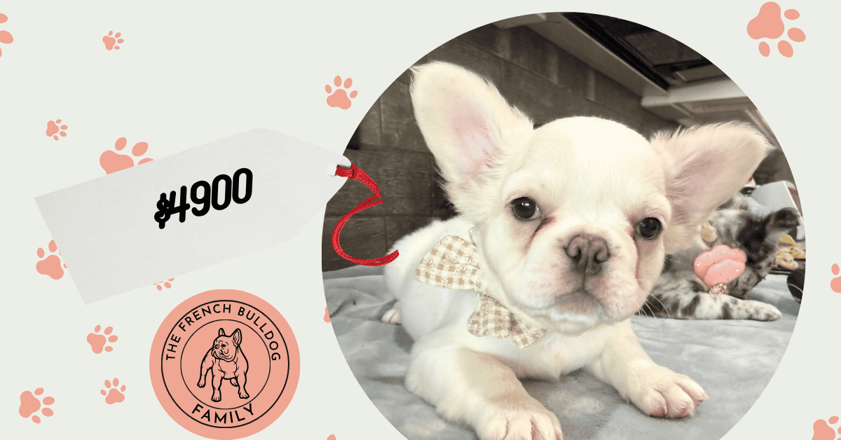 Vito | Cream Fluffy French Bulldog Male | Available Now