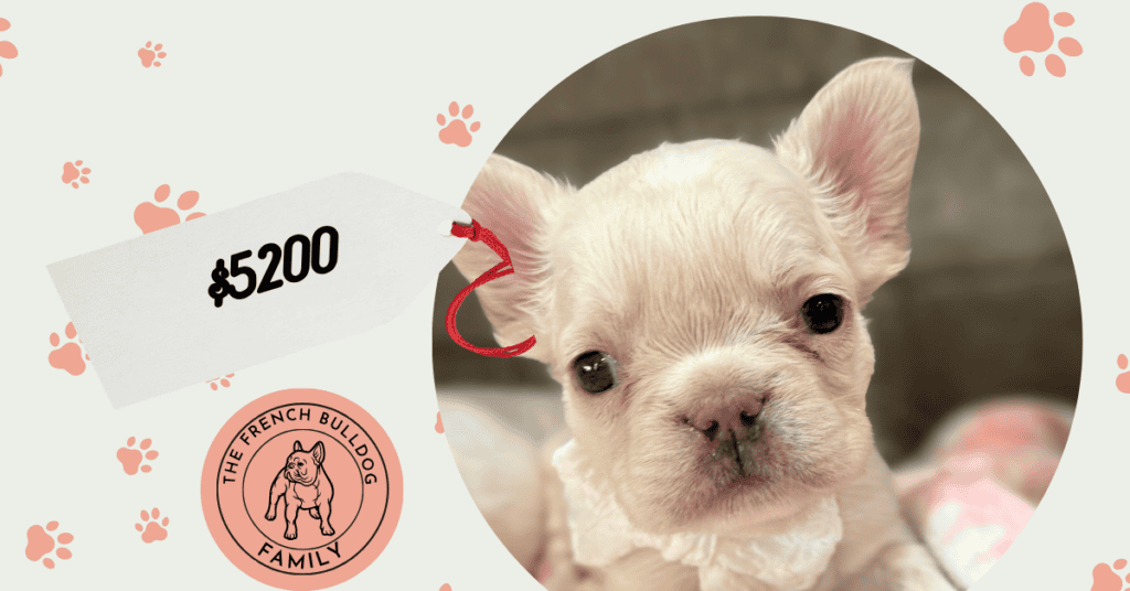 Vega | Cream Fluffy French Bulldog Female | Available Now