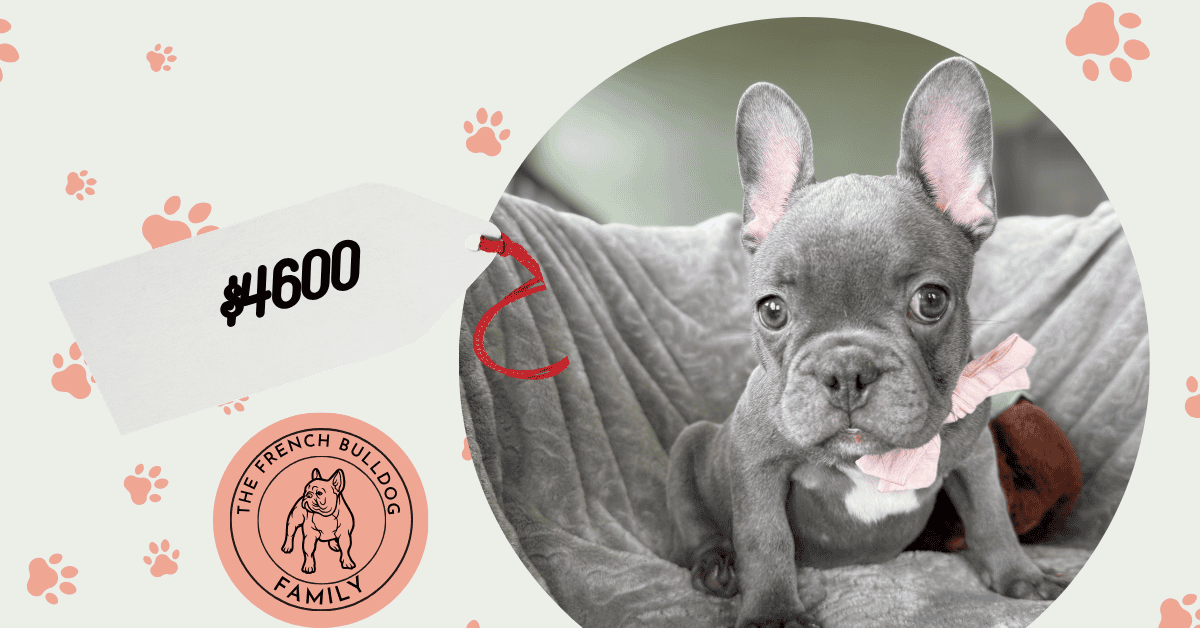 Xantos | Blue French Bulldog Male | Available Now