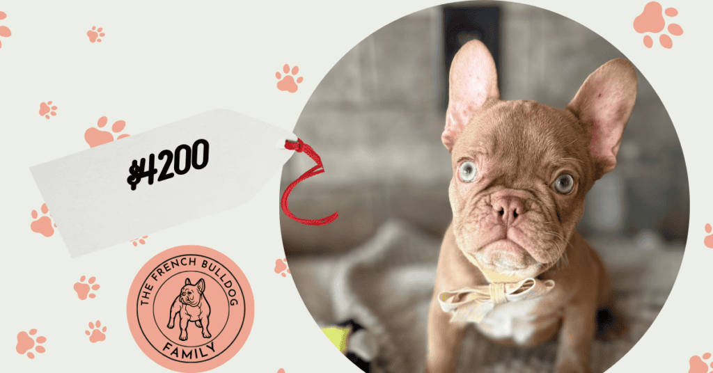 Xylo | Chocolate French Bulldog Male | Available Sep 5th, 2026