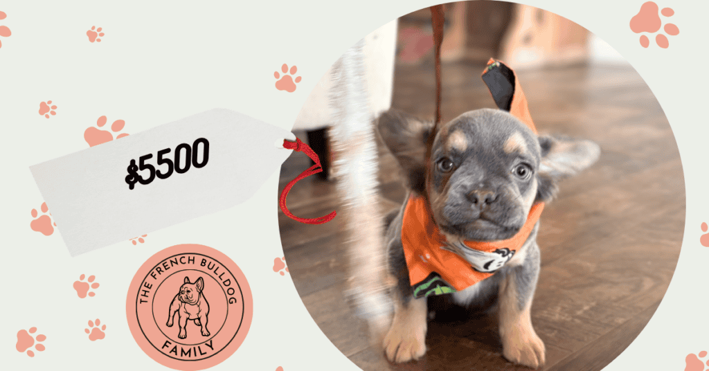 Whisper | Blue & Tan Fluffy French Bulldog Male | Available Now