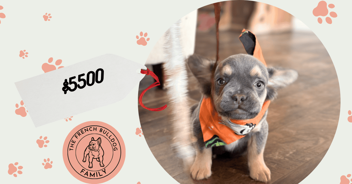 Whisper | Blue & Tan Fluffy French Bulldog Male | Available Now