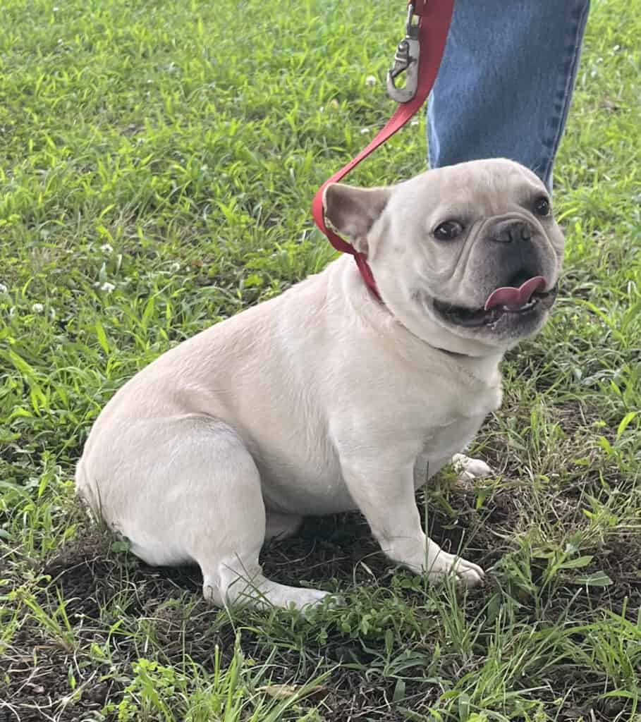 Sunny Frenchies parents