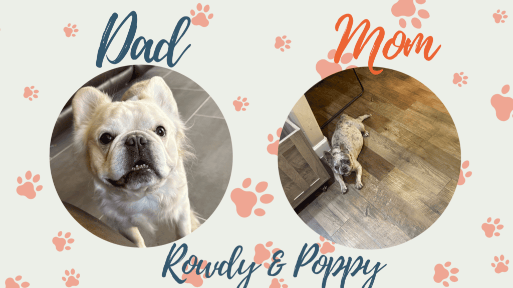 Rowdy & Poppy French Bulldog Litters | Due Oct 17th | Pup ready in time for Christmas
