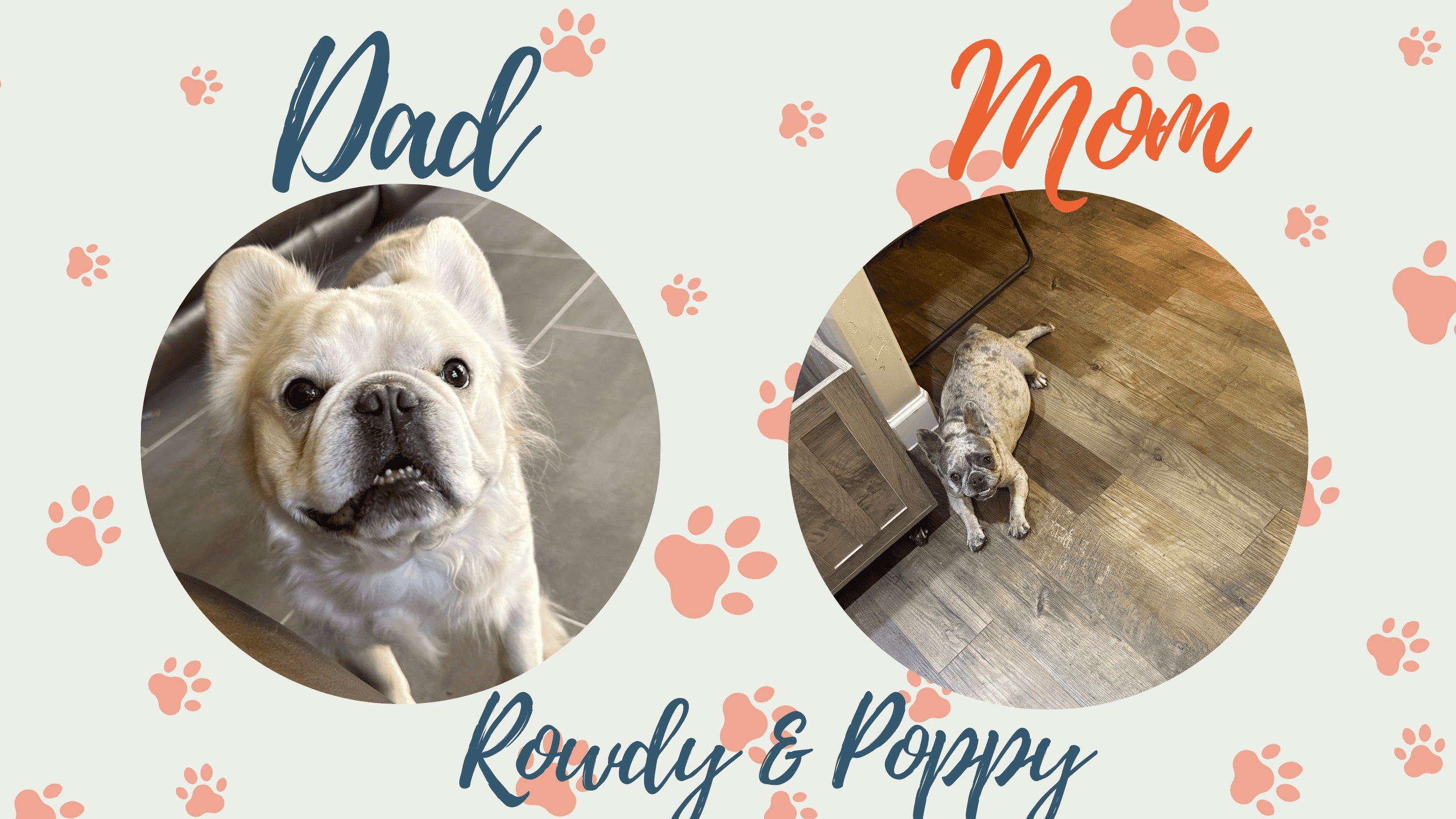 Rowdy & Poppy French Bulldog Litters | Due Oct 17th | Pup ready in time for Christmas