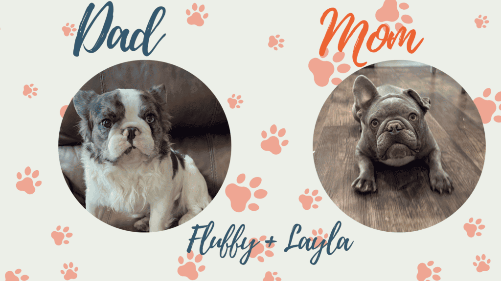 Fluffy & Layla French Bulldog Litters | Due Nov 3rd | Pup ready in Jan 12th, 2027