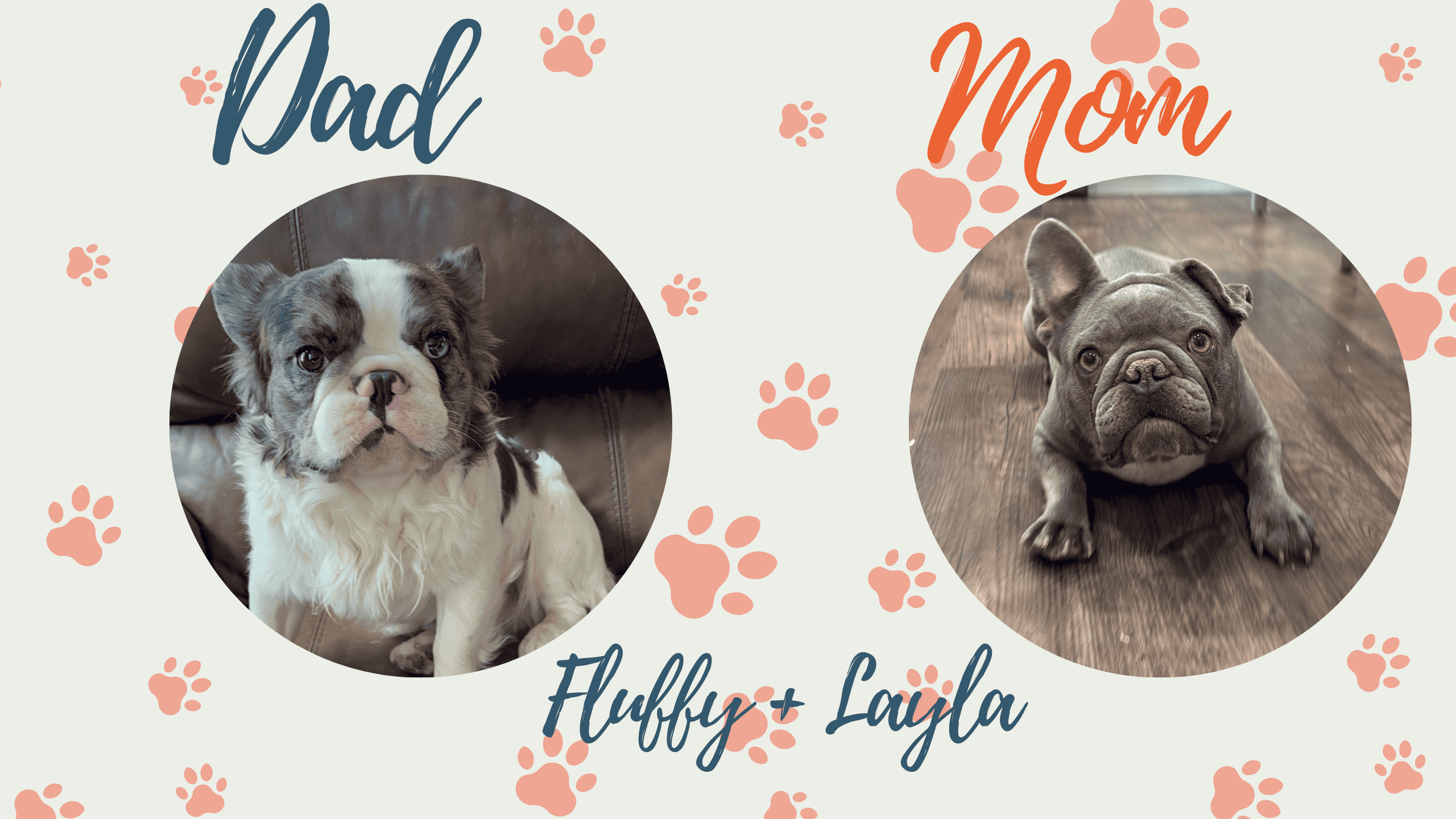 Fluffy & Layla French Bulldog Litters | Due Nov 3rd | Pup ready in Jan 12th, 2027