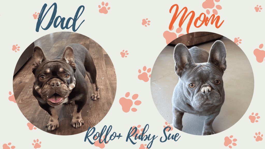 Rollo & Ruby Sue French Bulldog Litters | Due Nov 12th | Pup ready in Jan 21st, 2027