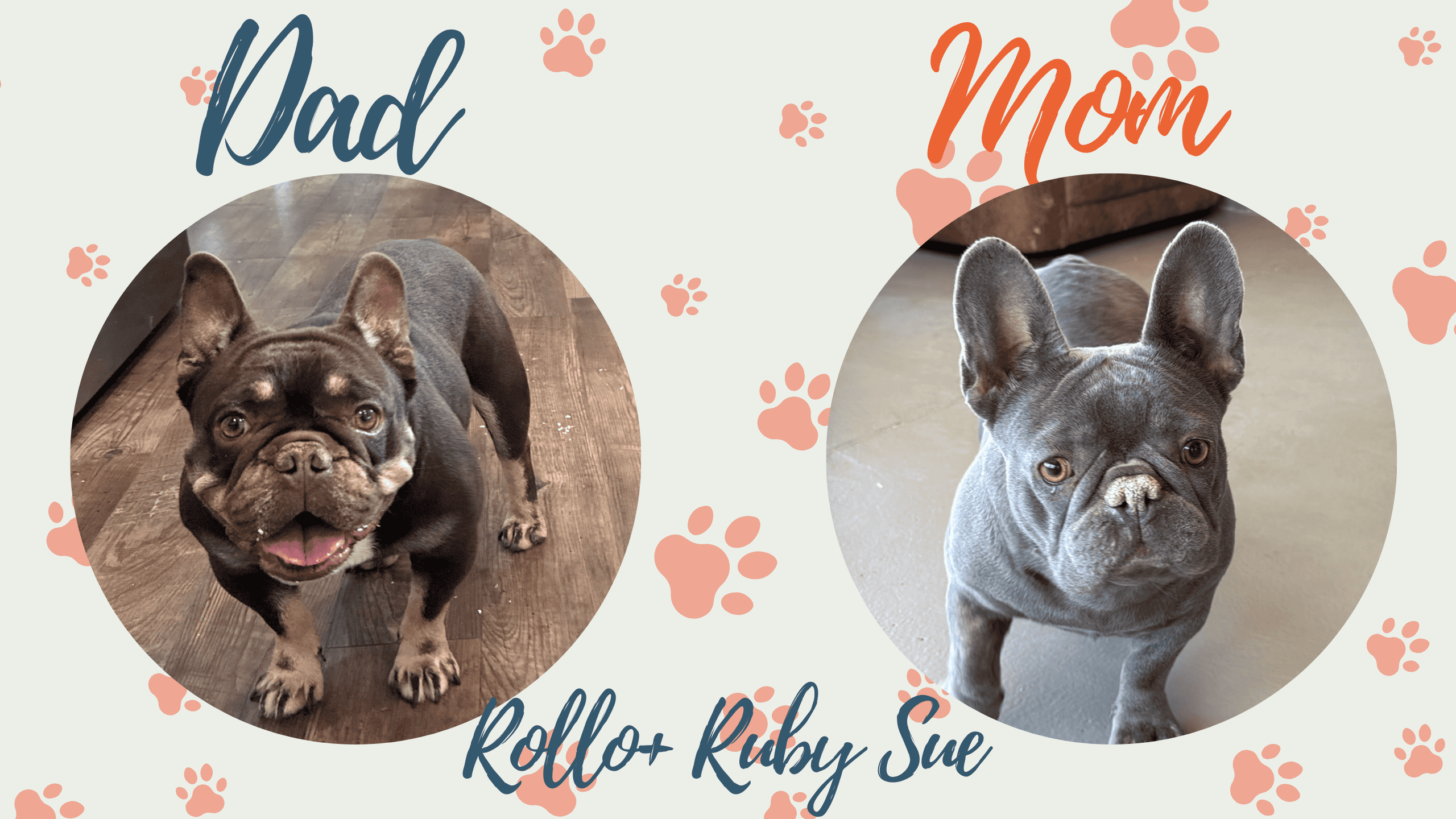 Rollo & Ruby Sue French Bulldog Litters | Due Nov 12th | Pup ready in Jan 21st, 2027