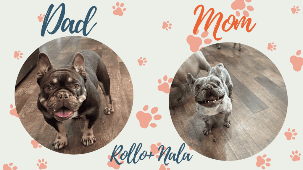 Rollo & Nala French Bulldog Litters | Due Nov 2nd | Pup ready in Jan 11th, 2027