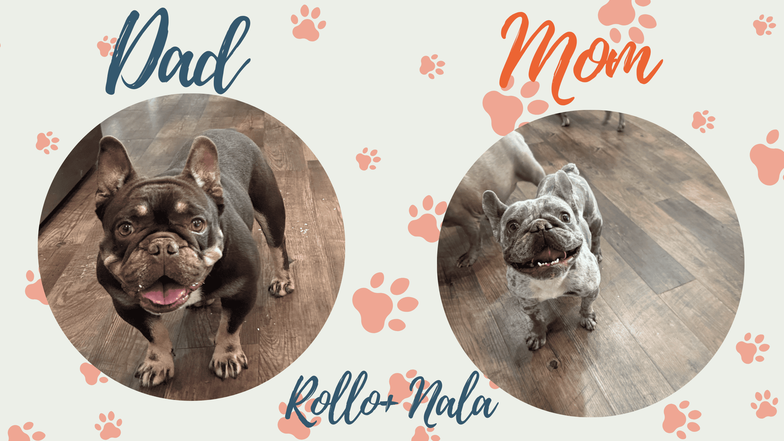 Rollo & Nala French Bulldog Litters | Due Nov 2nd | Pup ready in Jan 11th, 2027