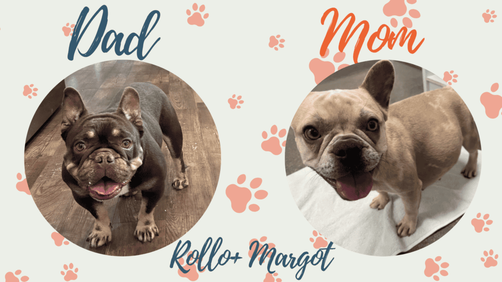 Rollo & Margot French Bulldog Litters | Due Oct 17th | Pup ready in time for Christmas
