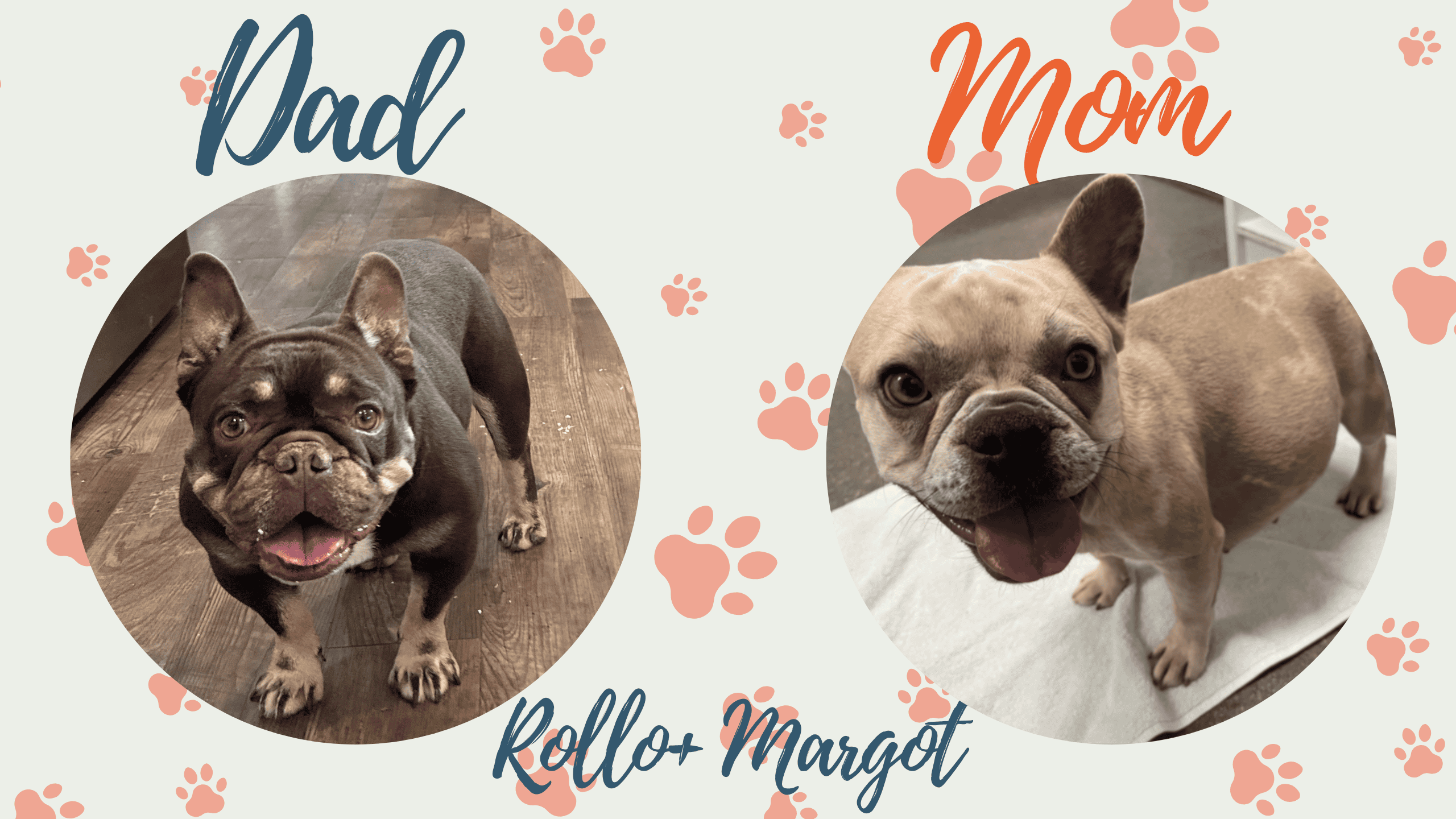 Rollo & Margot French Bulldog Litters | Due Oct 17th | Pup ready in time for Christmas