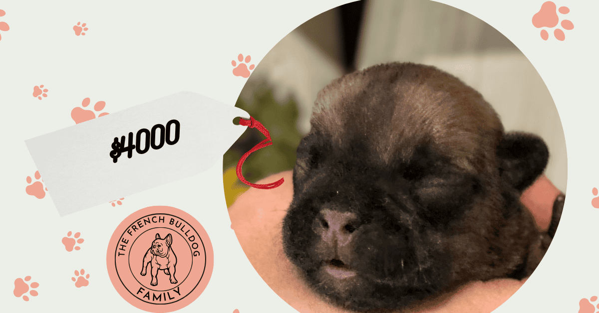 Elvis | Sable French Bulldog Male | Available Oct 17th, 2026