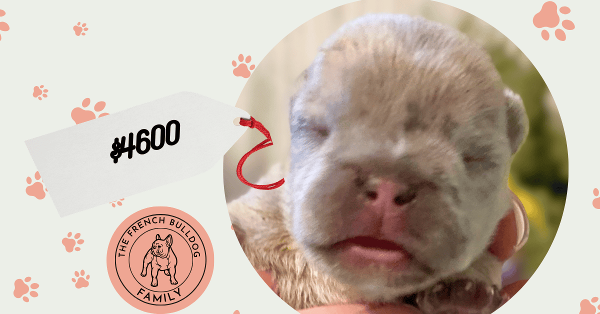 Eloise | Fawn Merle French Bulldog Female | Available Oct 17th, 2026