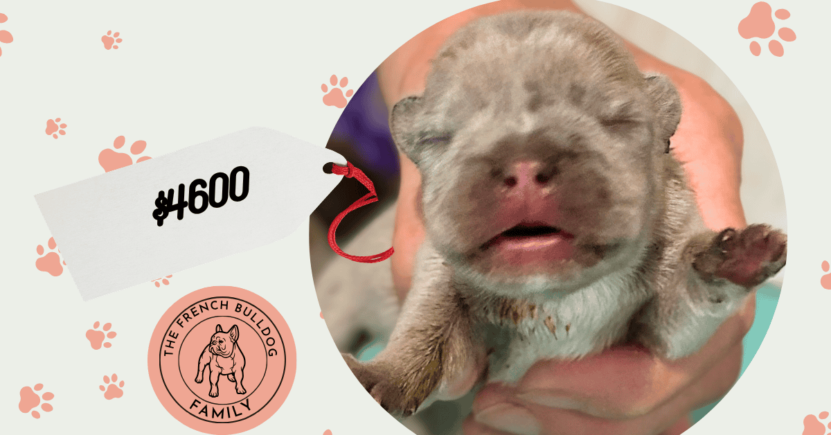 Ember | Blue Fawn Merle French Bulldog Female | Available Oct 17th, 2026