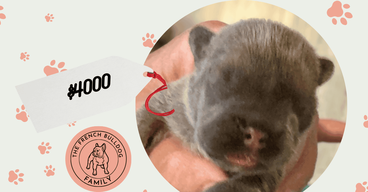 Evie | Fawn French Bulldog Female | Available Oct 17th, 2026