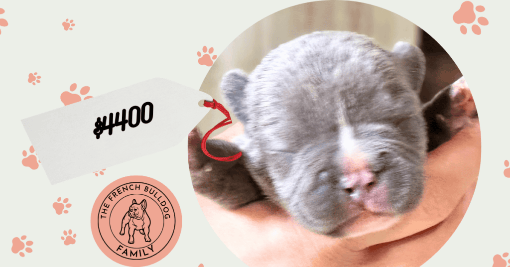 Faye | Blue French Bulldog Female | Available Nov 8th, 2026
