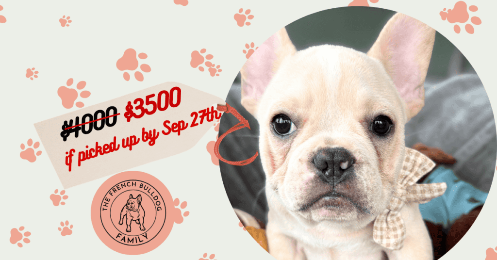 Simon | Cream French Bulldog Male | Available Now