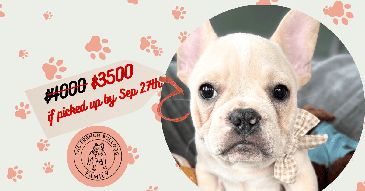 Simon | Cream French Bulldog Male | Available Now