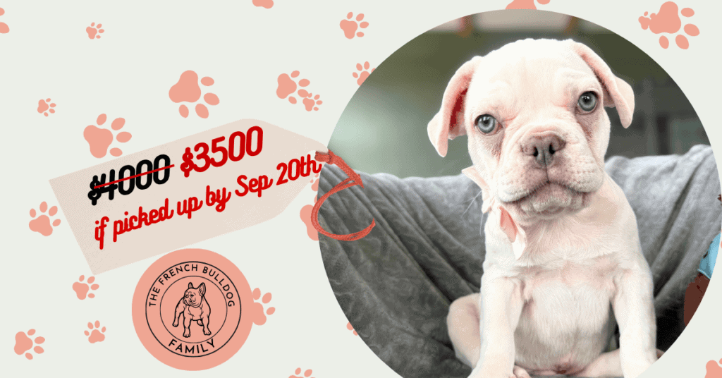 Tank | Cream French Bulldog Male | Available Now