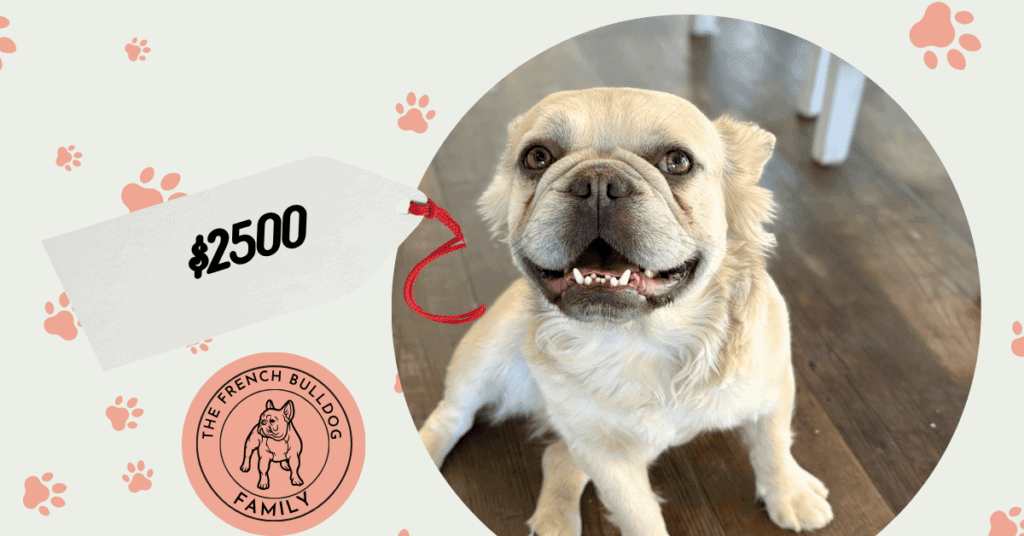 Lucky | Lilac Fawn Fluffy French Bulldog Male | Available Now