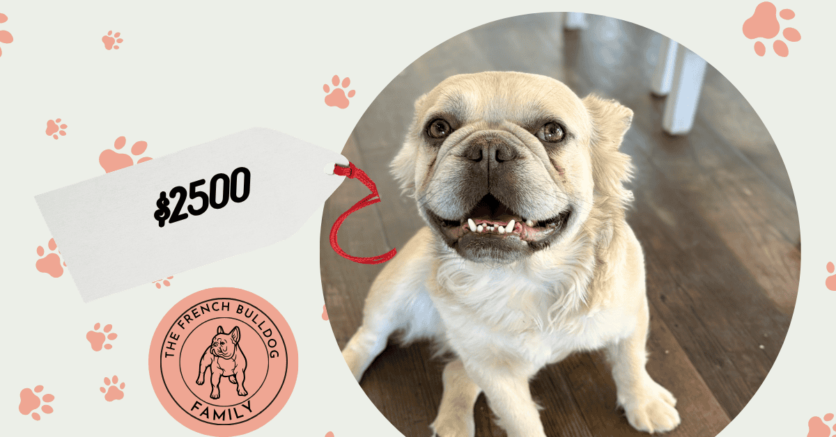 Lucky | Lilac Fawn Fluffy French Bulldog Male | Available Now