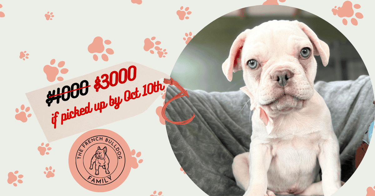 Tank | Cream French Bulldog Male | Available Now