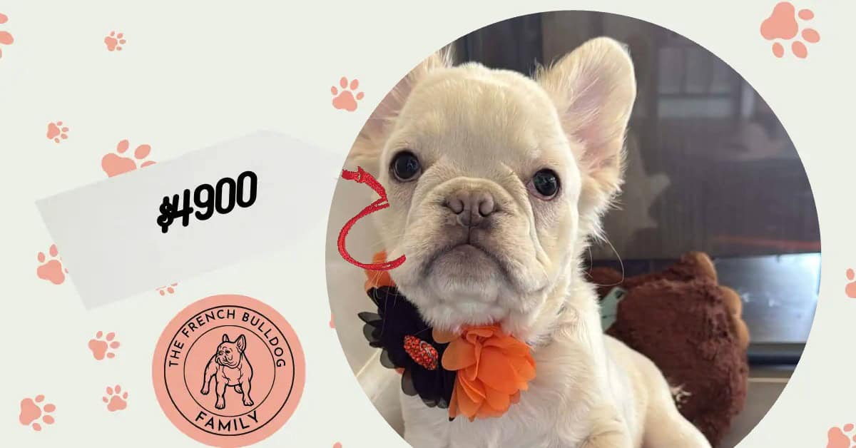 Vega | Cream Fluffy French Bulldog Female | Available Now