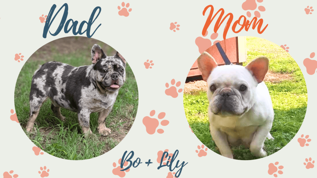 Lily & Bo French Bulldog Litters | Due Oct 20th | Pup ready in Dec 29th, 2026