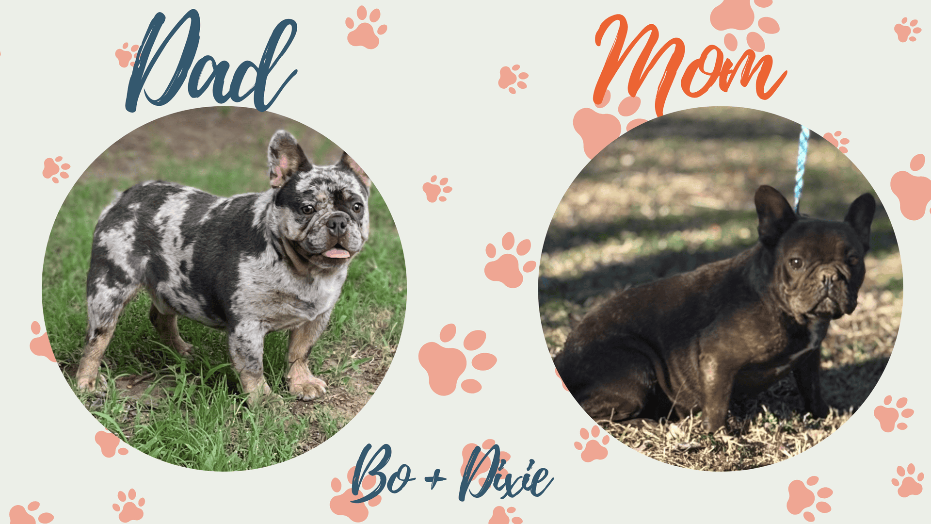 Dixie & Bo French Bulldog Litters | Due Oct 28th | Pup ready in Jan 6th, 2026