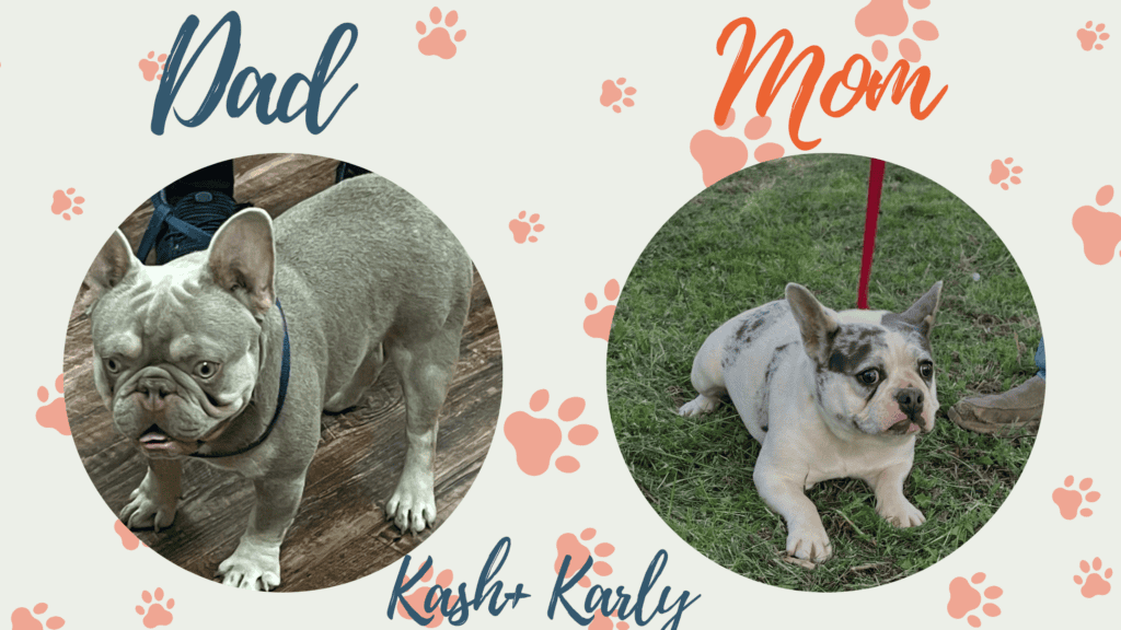 Kash & Karly French Bulldog Litters | Due Nov 2nd | Pup ready in Jan 11th, 2027