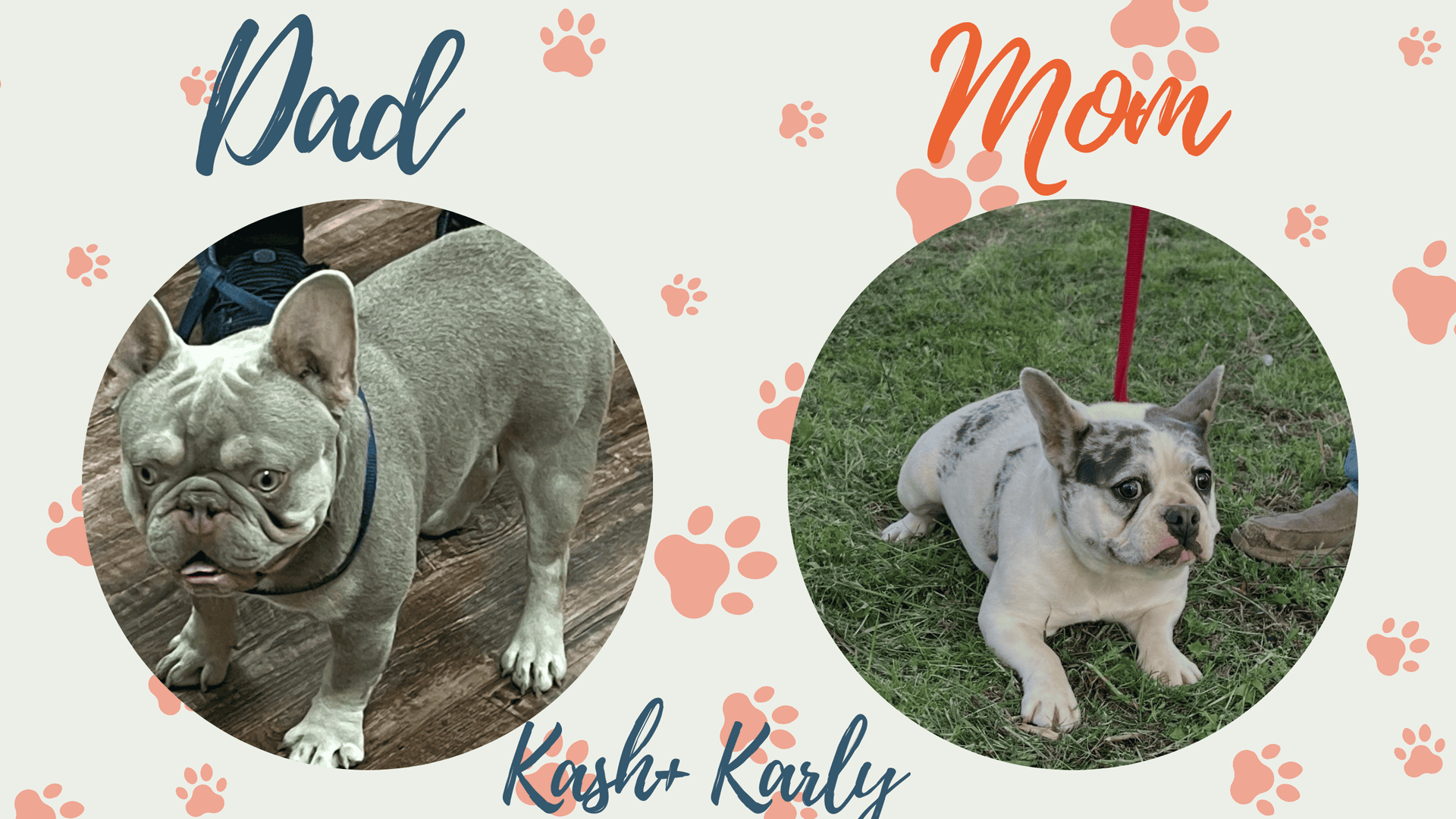 Kash & Karly French Bulldog Litters | Due Nov 2nd | Pup ready in Jan 11th, 2027