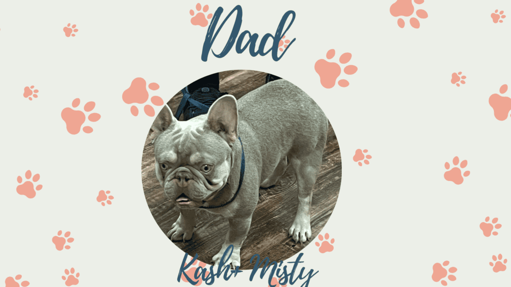 Kash & Misty French Bulldog Litters | Due Nov 24th | Pup ready in Feb 2nd, 2027