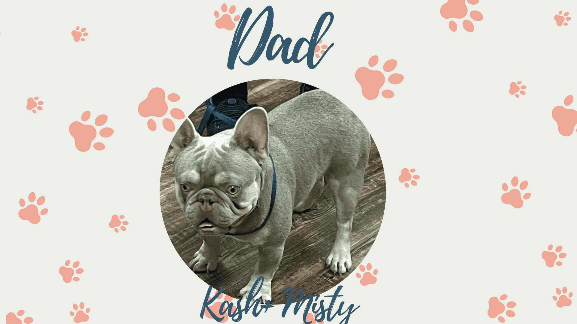 Kash & Misty French Bulldog Litters | Due Nov 24th | Pup ready in Feb 2nd, 2027