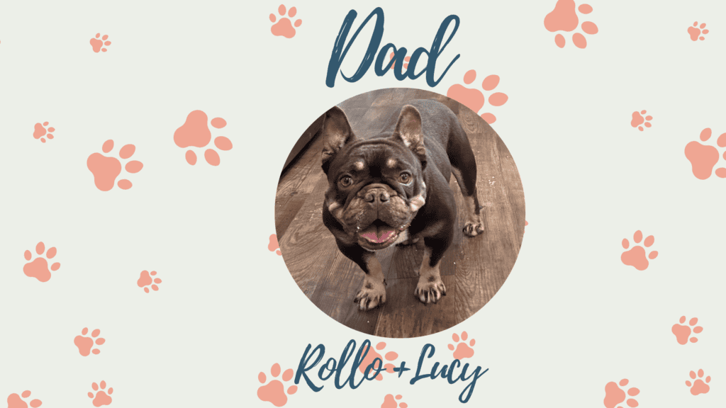 Rollo & Lucy French Bulldog Litters | Due Oct 30th | Pup ready in Jan 8th 2027​