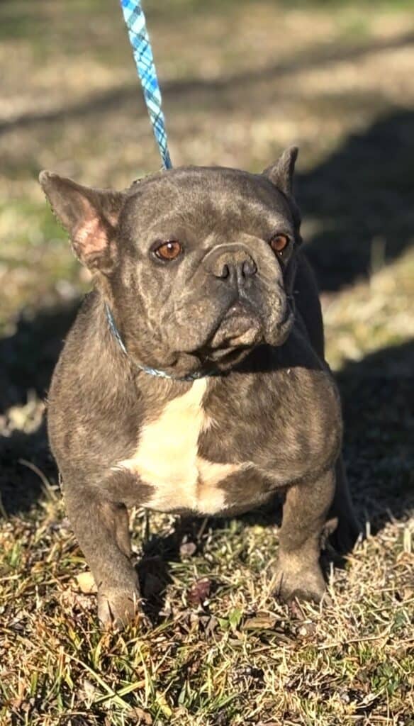 Abby- Frenchies parents
