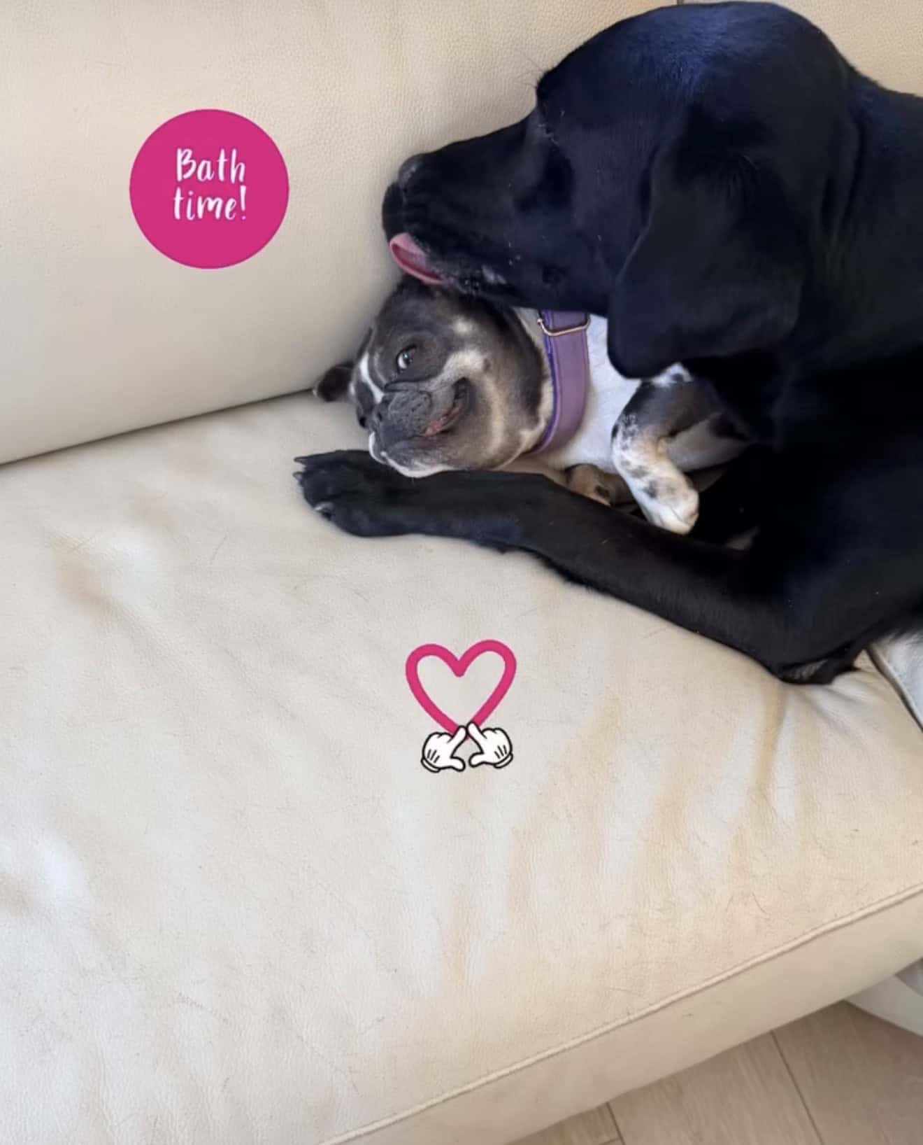 Black Lab licking a smiling Frenchie on a couch, labeled bath time