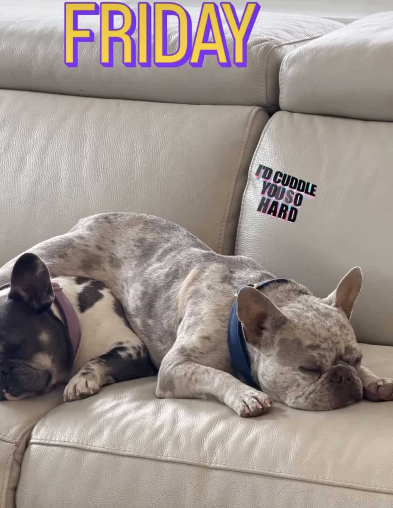 Two Frenchies asleep cuddled together on a leather couch