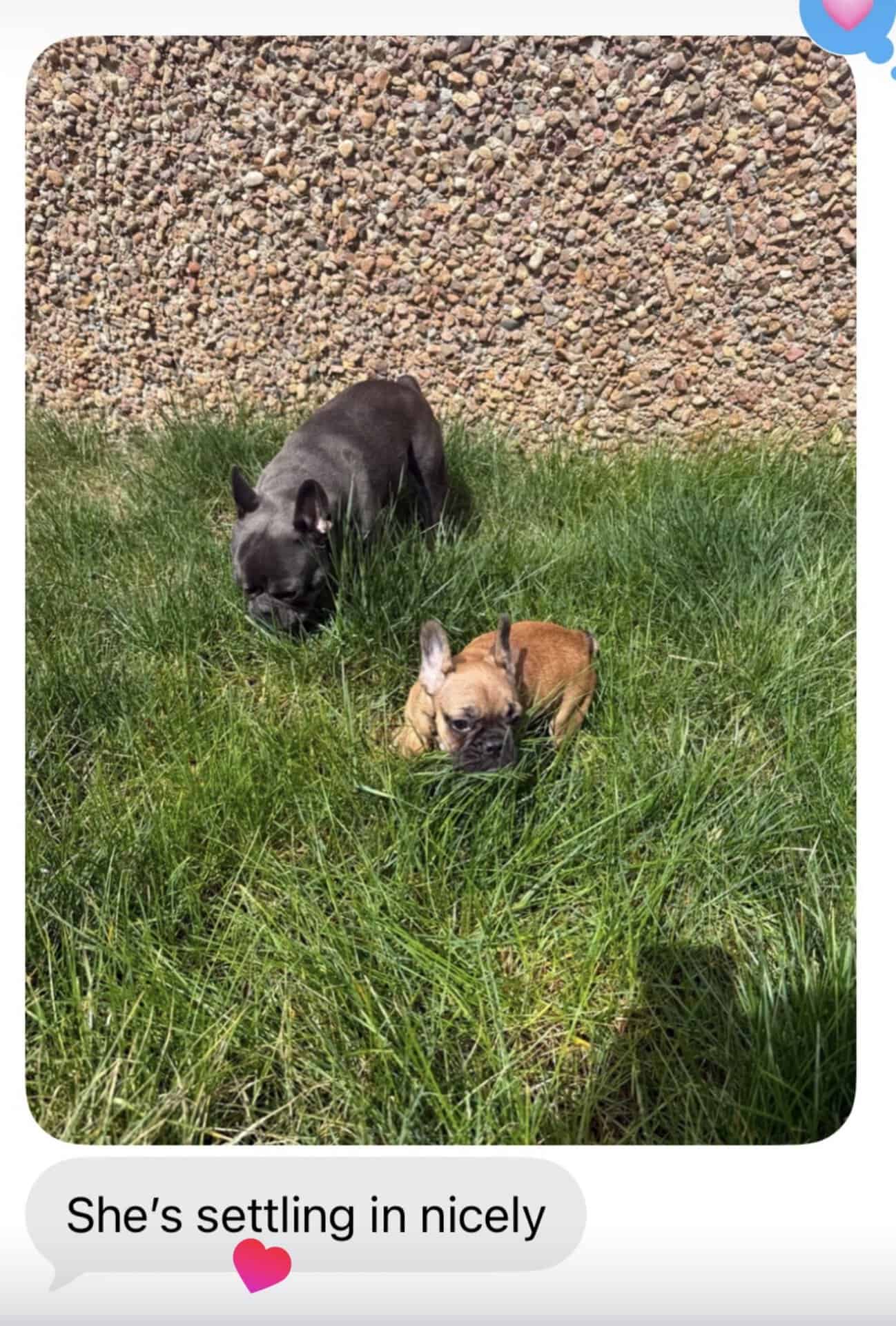 Blue adult Frenchie and fawn Frenchie puppy in the grass, with a text saying she's settling in nicely