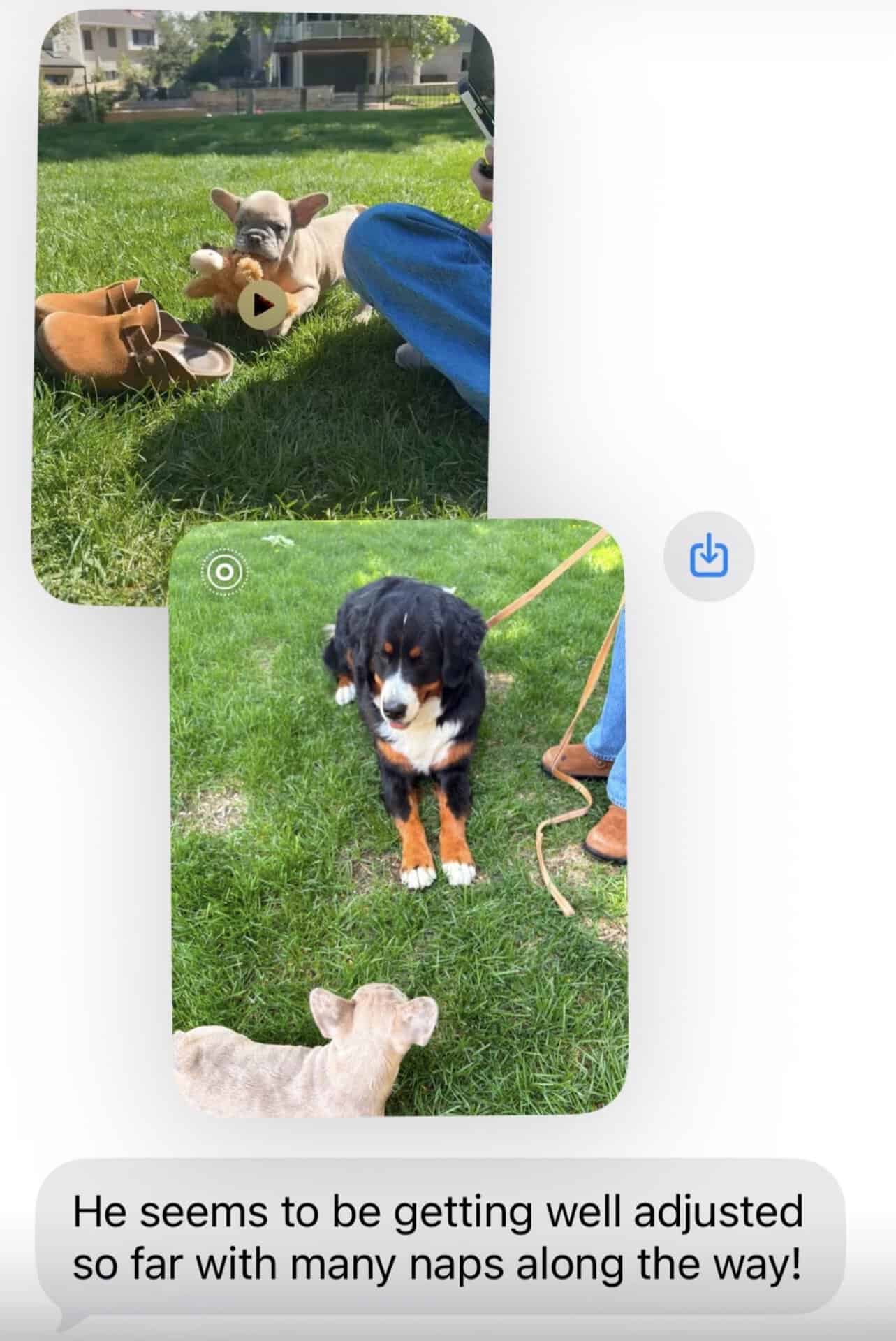 Fawn Frenchie puppy in the grass with a Bernese Mountain Dog