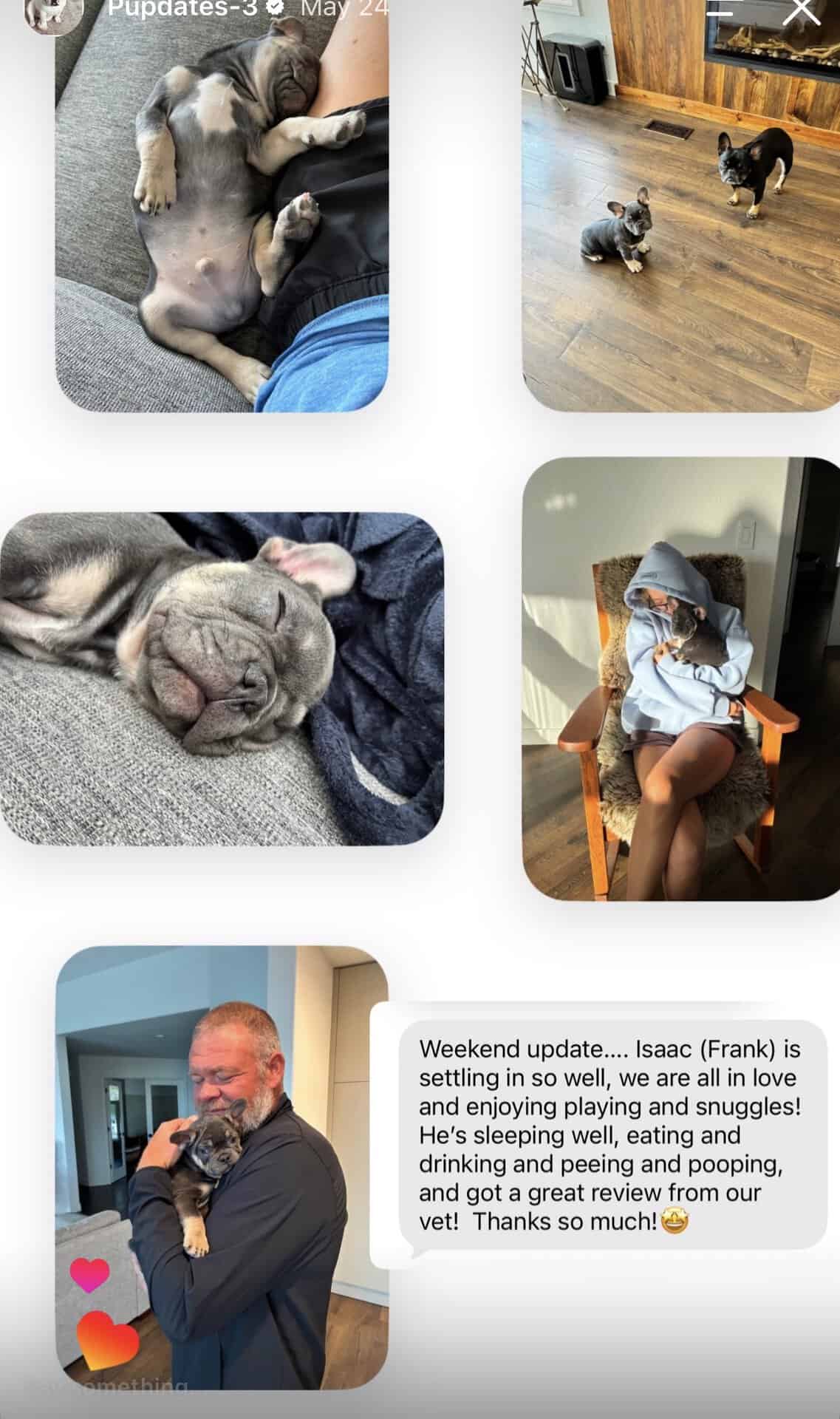 Collage of a blue Frenchie puppy settling in with his new family