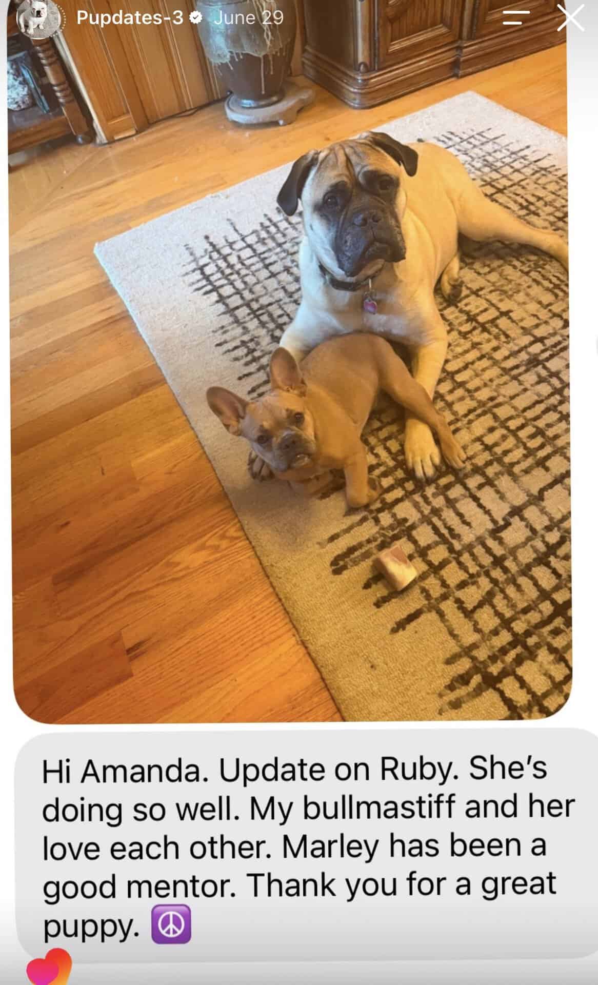 Fawn Frenchie puppy lying between the front legs of a bullmastiff, with a text saying they love each other